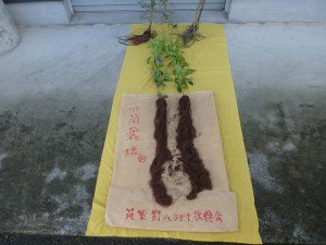 紫プロジェクト