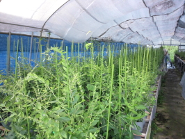 紫プロジェクト